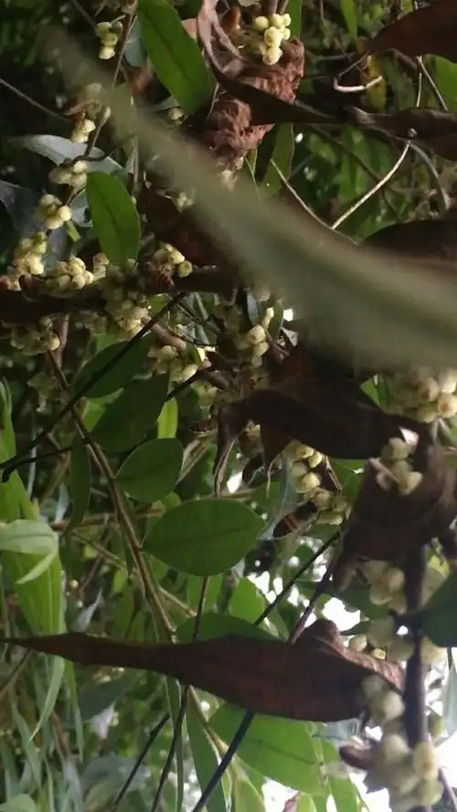 鸭脚木蜂蜜的功效与作用鸭脚木蜜的四大作用与功效有何不同