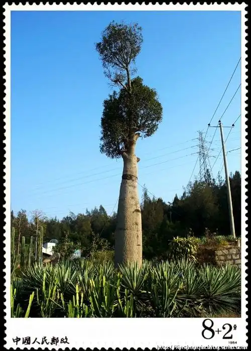 形如巨瓶的瓶干树(从澳大利亚引进)