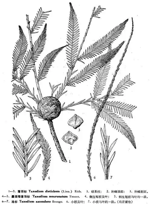 池杉(又名池柏,沼杉,沼落羽松)是落羽杉属(taxodium rich.