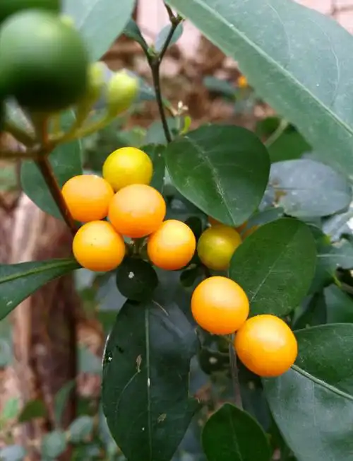 南行记之@港岛柏架山