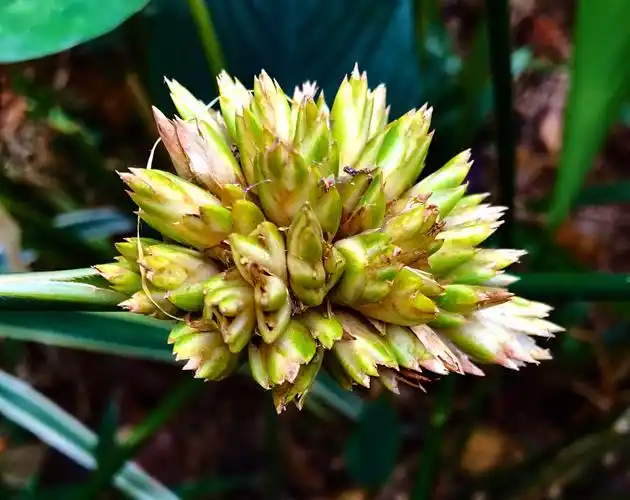 柊叶开花,第一次看到.