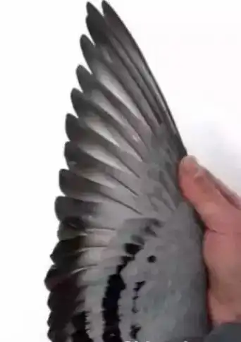 看翅膀,你觉得速度型的鸽子是哪几个#信鸽赛鸽 #理想的小鸟  - 抖音