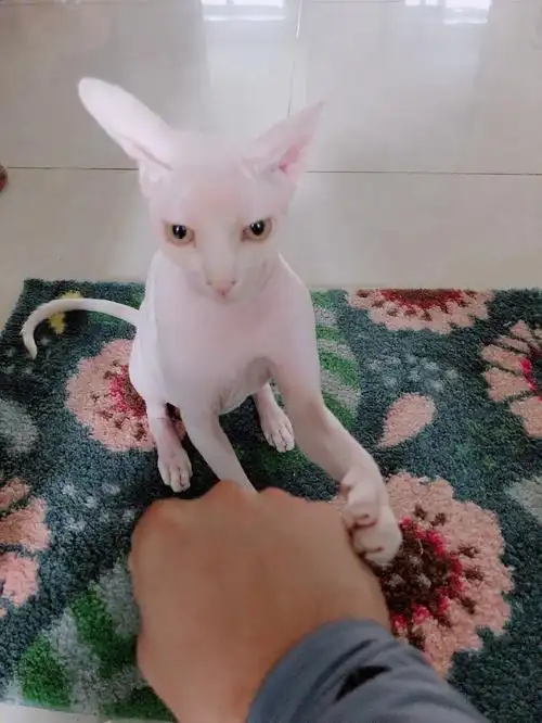 无毛猫比鲁斯的日常