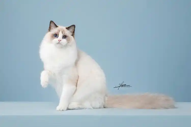布偶猫|摄影|宠物摄影|amyworks赛猫摄影 - 原创作品 - 站酷 (zcool)
