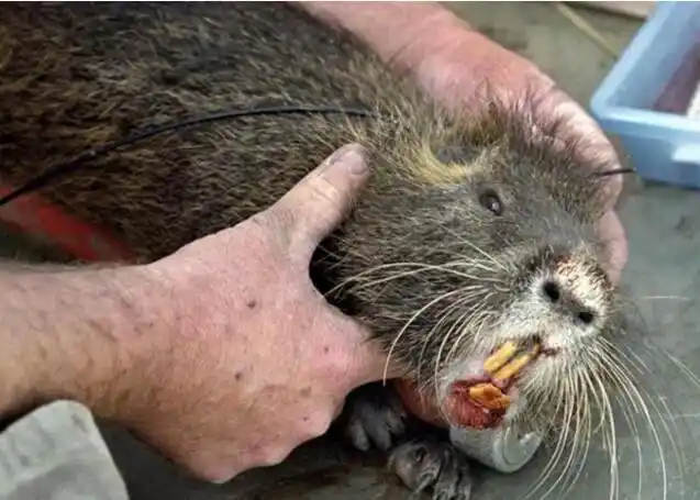 小伙在垃圾桶逮到一只大老鼠,被称鼠王,体型太大