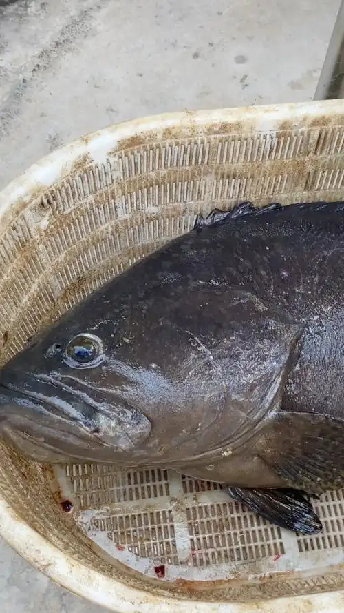 中山民众缘程海钓场(方大师中42斤大龙趸)