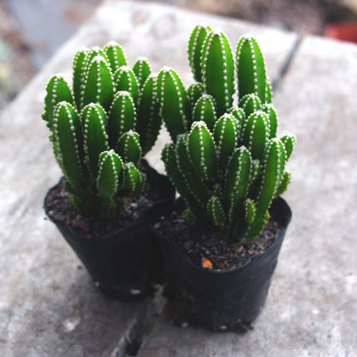 招财手多植物包邮仙人掌盆栽办公办公室室内种植多肉植物