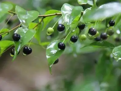 岗梅——用于感冒,高热烦渴,扁桃体炎,咽喉炎,气管炎,肠炎