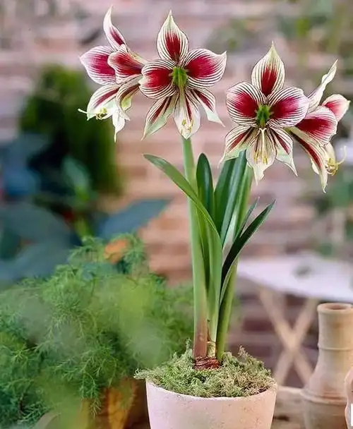 请欣赏美到飞起来的朱顶红