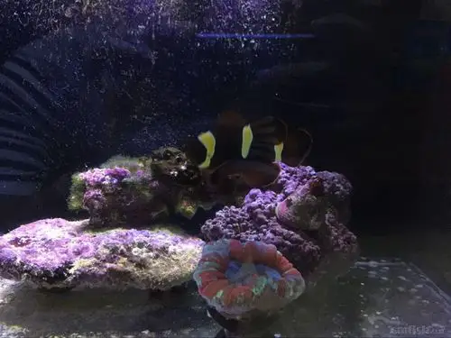 东莞虎门试出一些荧光绿猫/日本草皮/金喷眼纽扣