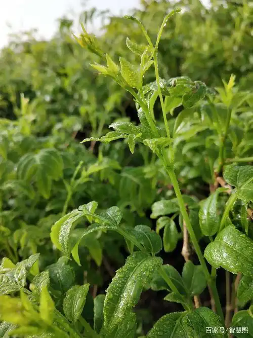 俗称"龙须茶",富含铁,锌,钾,经常吃点,杀菌消炎提高免疫力