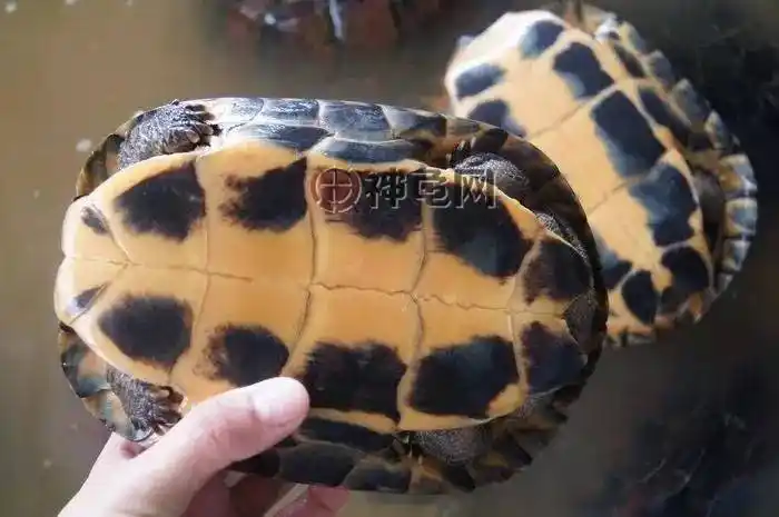 科普南石金钱龟的年龄鉴别方法
