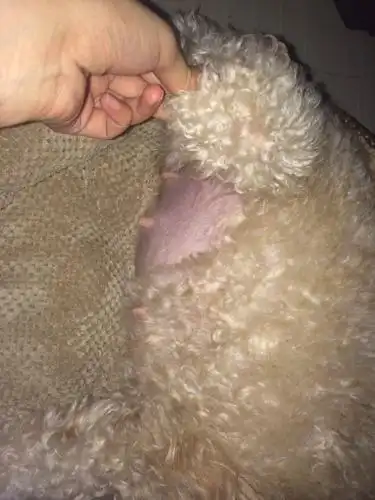 狗狗怀孕44天的肚子,是否可以排除假孕了?