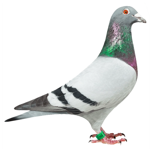 狄罗斯,父亲是倚天迪沃斯的大名鸽,迪迪王朝代表鸽,超级赛将,"白羽