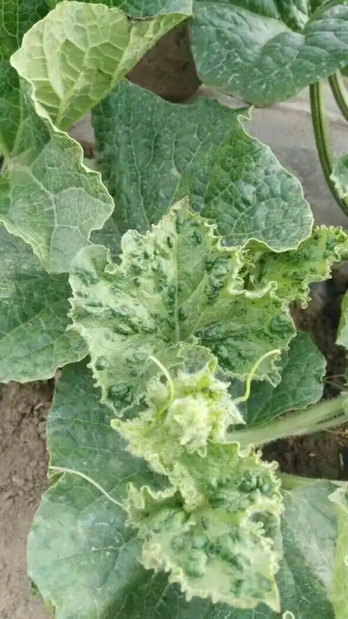 甜瓜病毒病,以什么途径传播?