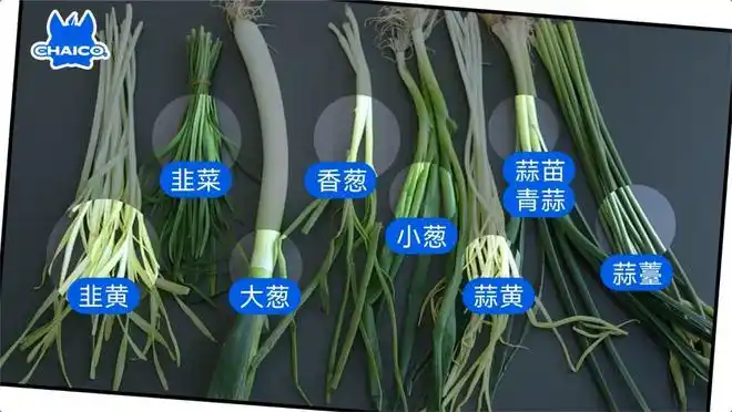 你蒜哪根葱分得清蒜薹蒜毫蒜苗青蒜蒜黄小葱香葱大葱韭黄吗图文