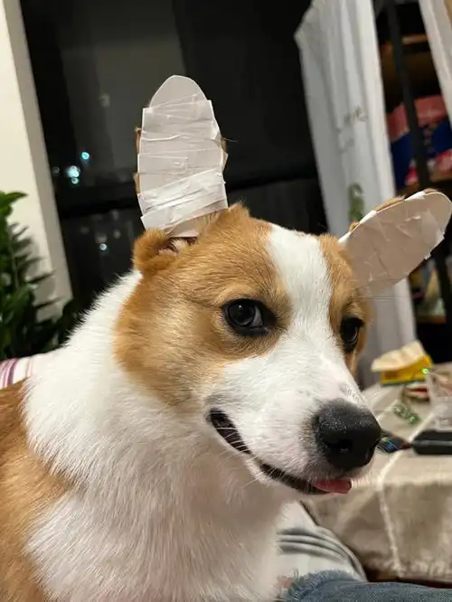 柯基立耳胶带绑耳朵立得最快