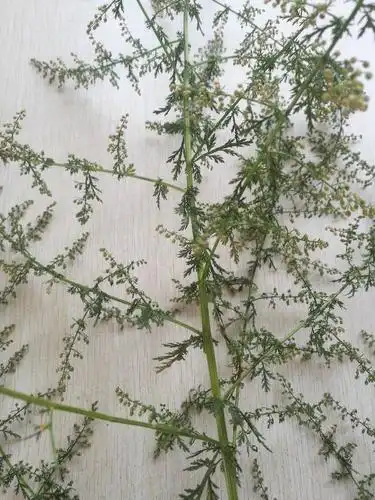 认识百草的朋友帮忙解答一下,我们四川绵阳当地土命叫牛尿分草,老人