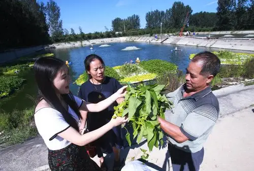 水上种菜 能吃能赏又环保