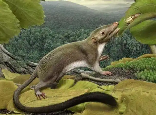 当年恐龙在面临灭绝的时候,我们的祖先在干什么?可能你想象不到