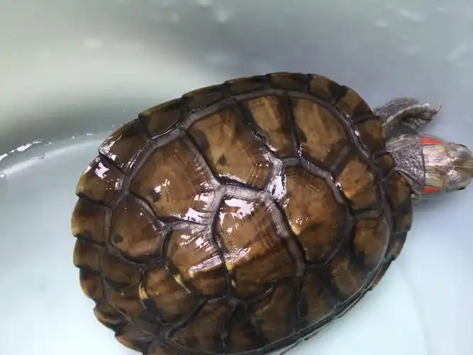 请问 这只巴西龟是公的还是母的 打算给它交配了