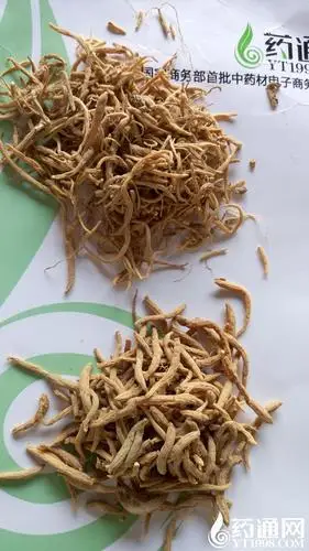 走药厂用太子参和选货太子参对比图.