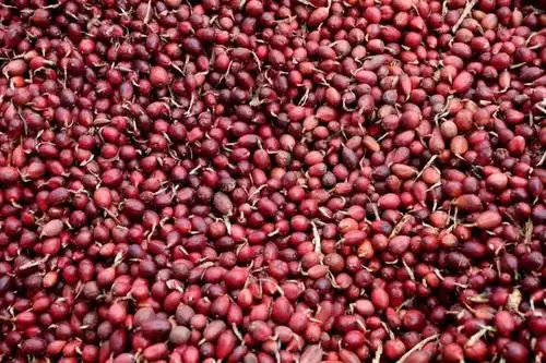 【聚焦】怒江大峡谷的草果红了_种植