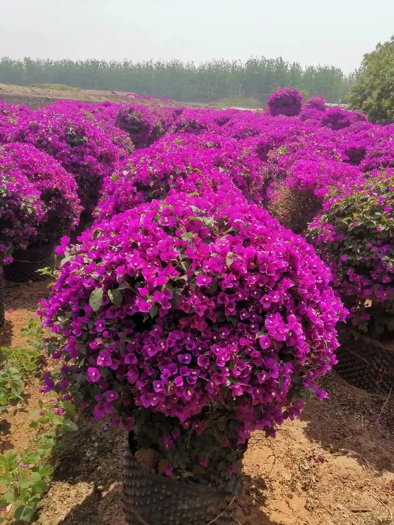 云南紫三角梅#最美三角梅 #园林绿化 #花卉基地 - 抖音