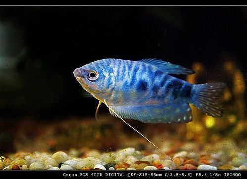 学名丝鳍毛足鲈(trichogaster trichopterus),又名蓝线鳍鱼,蓝曼龙