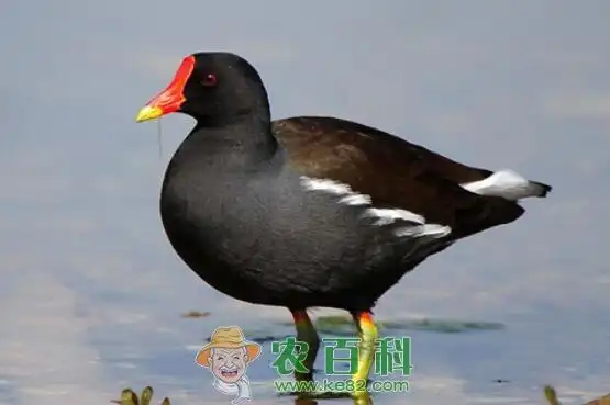 是国家保护动物吗?它吃什么?有什么营养价值?