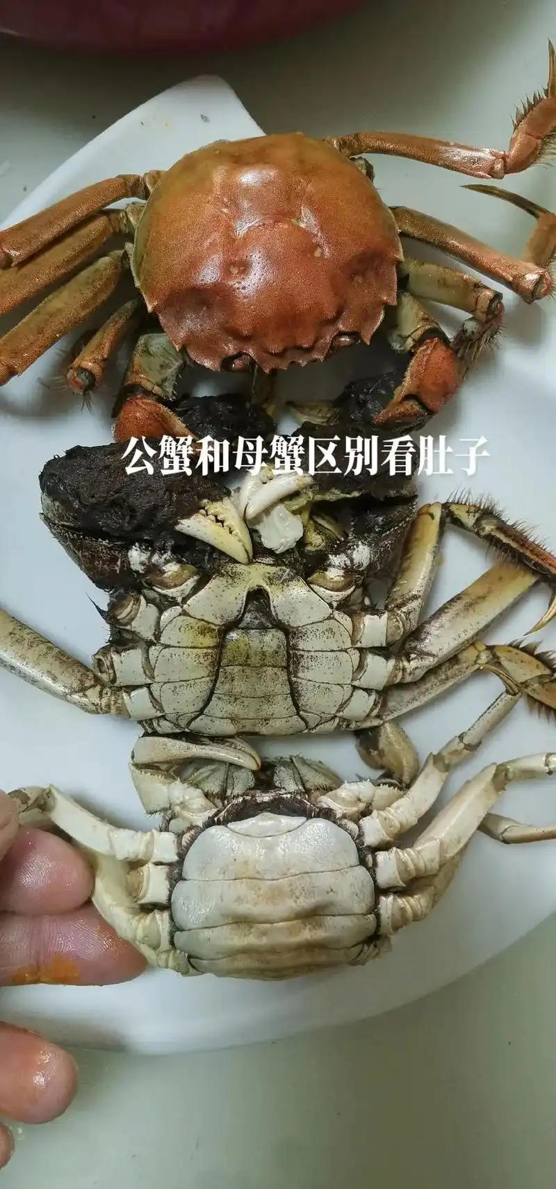 公蟹和母蟹的区别.母蟹是黄,公蟹是膏.#同城热门#抖音小助手 - 抖音