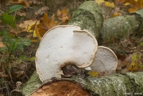 野生灰包菌有几种