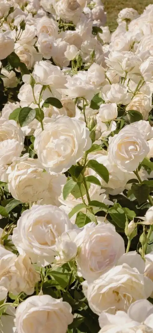 手机壁纸少女心花lomo个性ins冷淡风