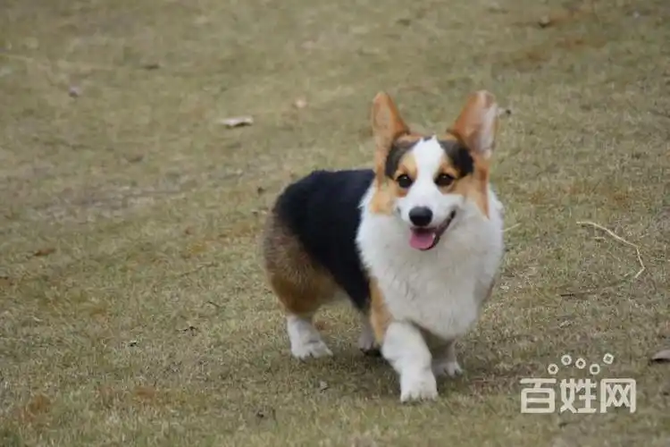繁育出售柯基犬纯种健康,品相完美