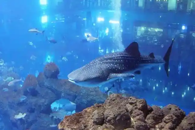 (海滨城微信公众号) 看企鹅 那就更不用提啦