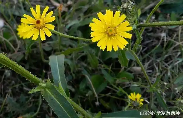 荒野维生食物之野菜系列——毛连菜