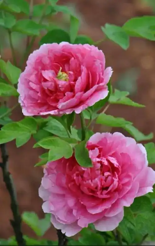 富贵吉祥之花牡丹