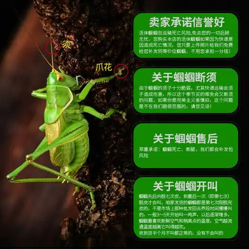 京选推荐蝈蝈活铁蝈蝈鸣虫蝈蝈活大幼虫憨叫大肚子叫铁皮绿蝈蝈宠物