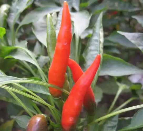 朝天椒(capsicum frutescens var)是对椒果朝天(朝上或斜朝上)生长这