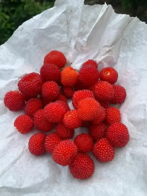 壁纸 矢量 水果 小果 植物 690_920 竖版 竖屏 手机