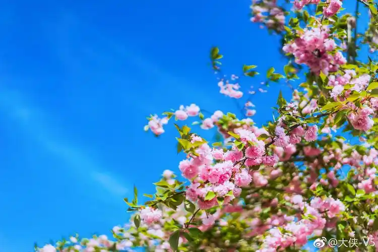 漫步山花烂漫的春天,心情也变的阳光灿烂.