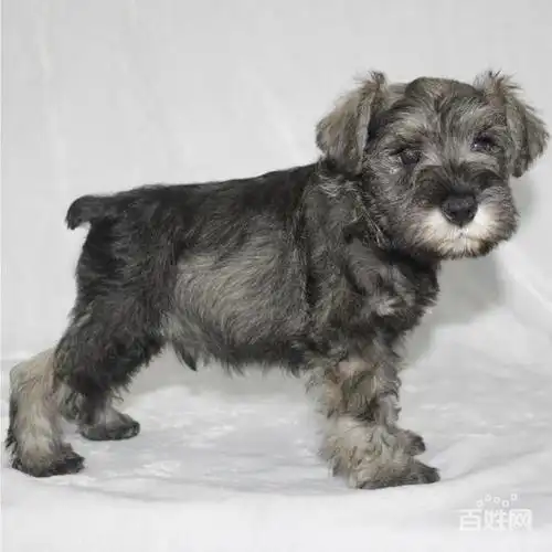 萌到极点 迷你活泼可爱雪纳瑞幼犬保活保健康.有协议