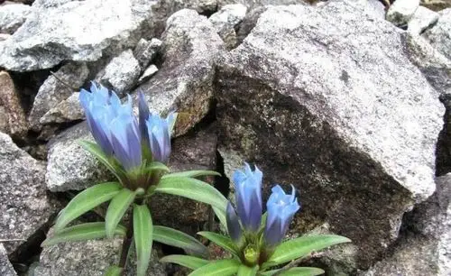 这植物,人称"龙胆",珍贵不常见,一斤能卖30元,遇见请珍惜|草药|龙胆