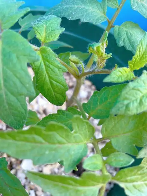 番茄的第一序花～