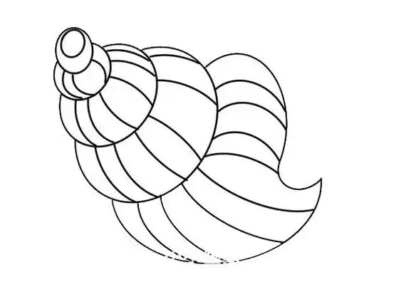 彩色海螺简笔画画法步骤图片,简笔画图片
