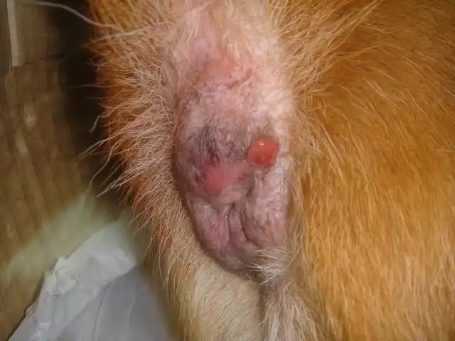 狗狗的肛门旁边长了个红疙瘩,发烧,食欲不振也没什么精神,请问是什么