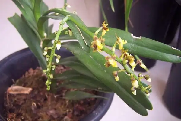 开花的小花万代兰