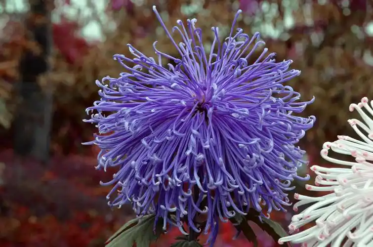 菊花开尽便是春