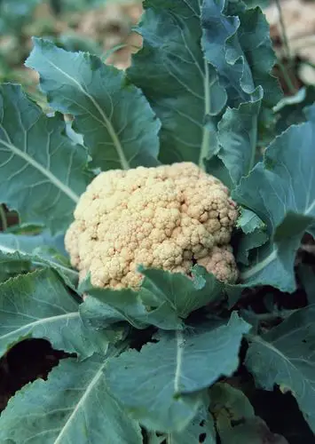 【花菜的图片】报价_参数_图片_评测_评论_介绍_说明-产品大全-金桥网