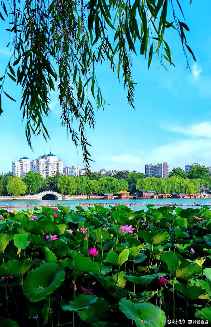 横屏欣赏!大明湖映日荷花别样红,碧水蓝天好风景